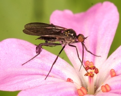Empis pennipes