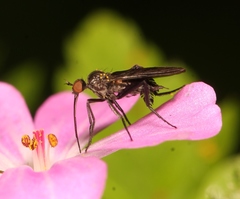 Empis pennipes
