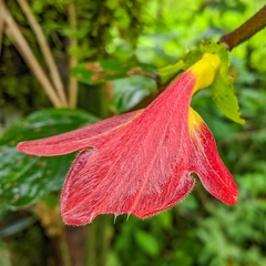 Columnea nicaraguensis