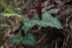 Trillium decumbens