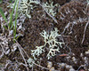 Tumbleweed Shield Lichen - Photo (c) Samuel Brinker, some rights reserved (CC BY-NC), uploaded by Samuel Brinker