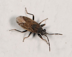 Peritrechus geniculatus