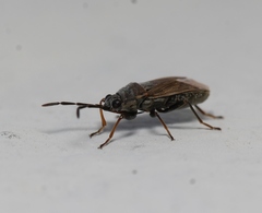 Peritrechus geniculatus
