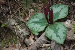 Trillium decumbens