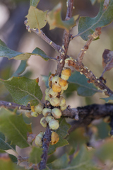 Cerococcus quercus