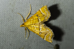 Musotima ochropteralis