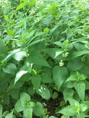 Lamium album