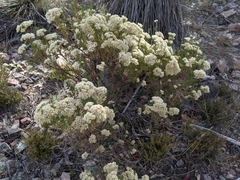 Cassinia laevis