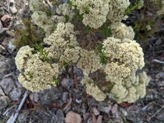 Cassinia laevis