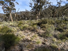 Cassinia laevis