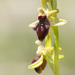 Ophrys promontorii - Photo (c) Sarah Gregg, osa oikeuksista pidätetään (CC BY-NC-SA), lähettänyt Sarah Gregg