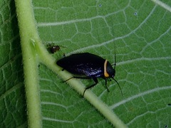 Hemithyrsocera palliata