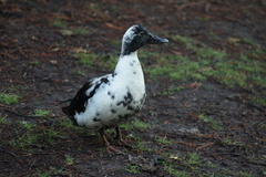 Anas platyrhynchos