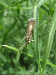 Hypochalcia decorella