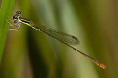Agriocnemis pygmaea