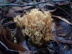 Ramaria pyrispora