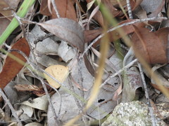Eurema herla