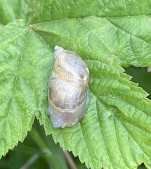 Succinea lauta