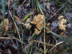 Ramaria pyrispora