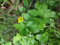 Ranunculus sieboldii