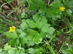Ranunculus sieboldii
