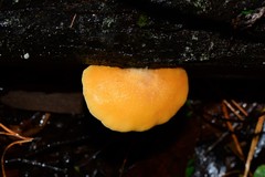Crepidotus stromaticus