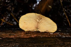 Crepidotus stromaticus