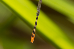 Agriocnemis pygmaea