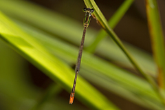 Agriocnemis pygmaea