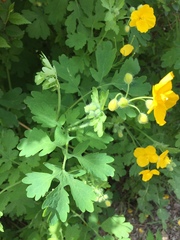 Chelidonium majus