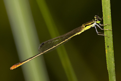 Agriocnemis pygmaea