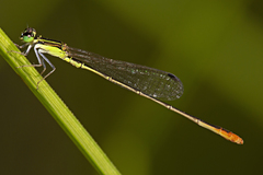 Agriocnemis pygmaea