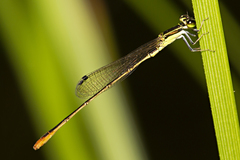 Agriocnemis pygmaea
