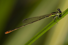 Agriocnemis pygmaea
