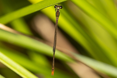Agriocnemis pygmaea