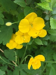 Chelidonium majus