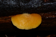 Crepidotus stromaticus