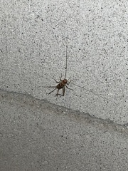 Gryllodes sigillatus
