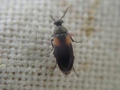 Anaspis fasciata