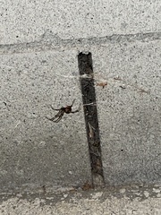 Latrodectus geometricus