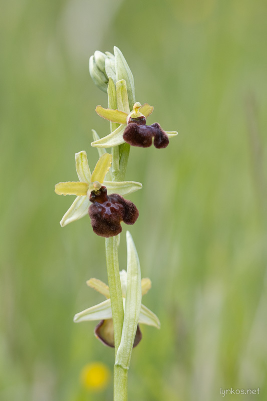Early Spider-orchid