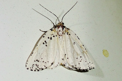 Eucaterva variaria