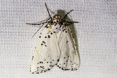 Eucaterva variaria