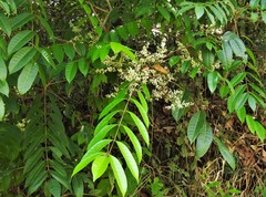 Toxicodendron striatum