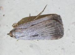 Tathorhynchus exsiccata