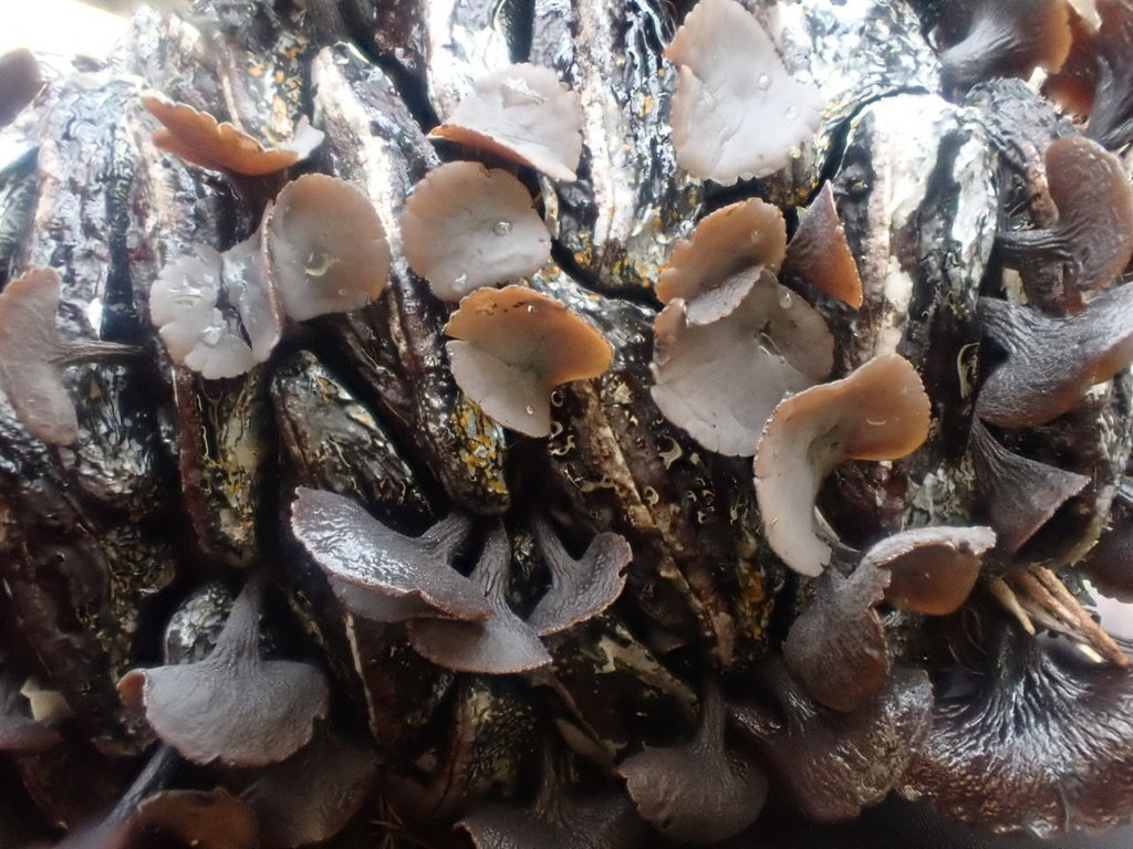 Banksiamyces