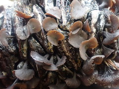 Banksiamyces macrocarpus