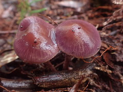 Thaxterogaster submagellanicus