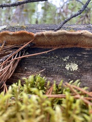 Gloeophyllum protractum