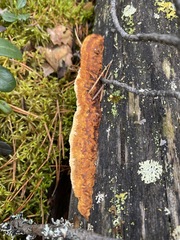 Gloeophyllum protractum